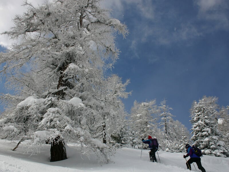 Deux randonneurs avec raquettes à neige progressent dans une forêt enneigée sous un ciel bleu clair.