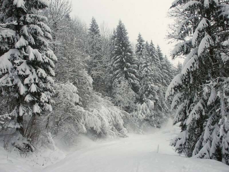 Chemin forestier bordé de sapins entièrement recouverts de neige, créant une ambiance paisible et hivernale