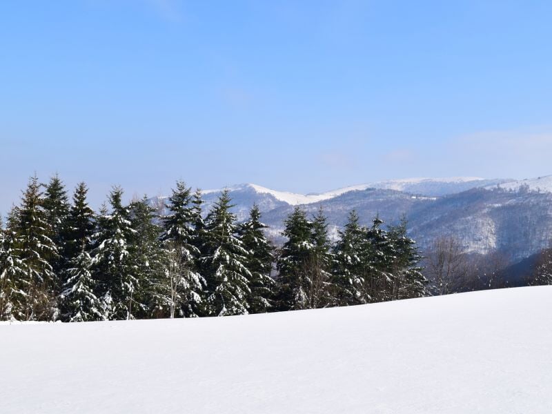 Paysage hivernal avec une étendue de neige blanche et des sapins enneigés devant des montagnes au loin.
