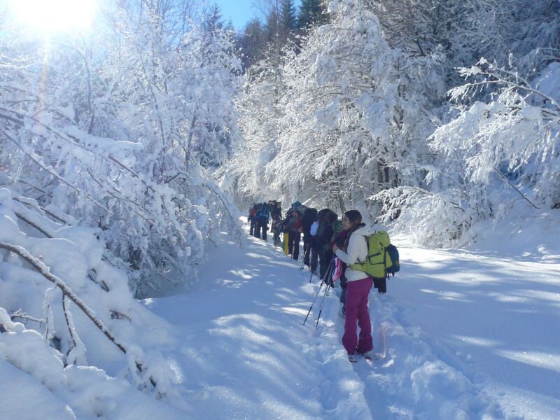 Groupe de randonneurs en raquettes à neige marchant sur un sentier entouré d'arbres couverts de neige.