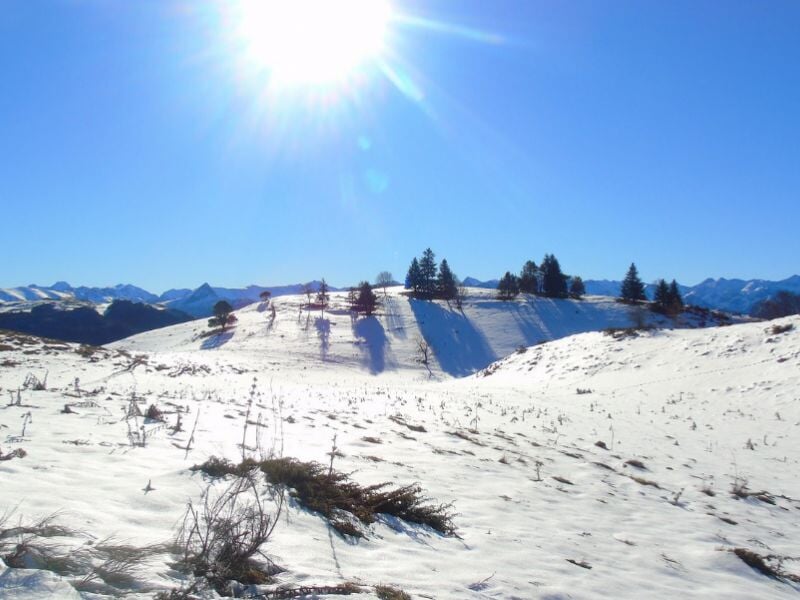 Paysage alpin ensoleillé avec des collines recouvertes de neige, quelques arbres éparpillés et une lumière intense du soleil projetant des ombres nettes