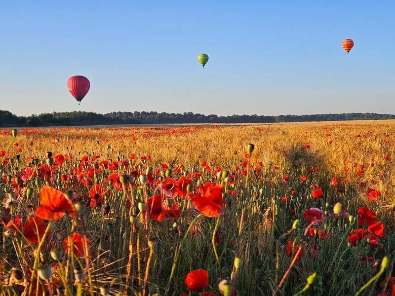 Trois montgolfières colorées survolant un champ de coquelicots rouges en pleine campagne au coucher du soleil.