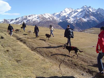 Balade cani-rando dans le parc naturel du Haut Jura