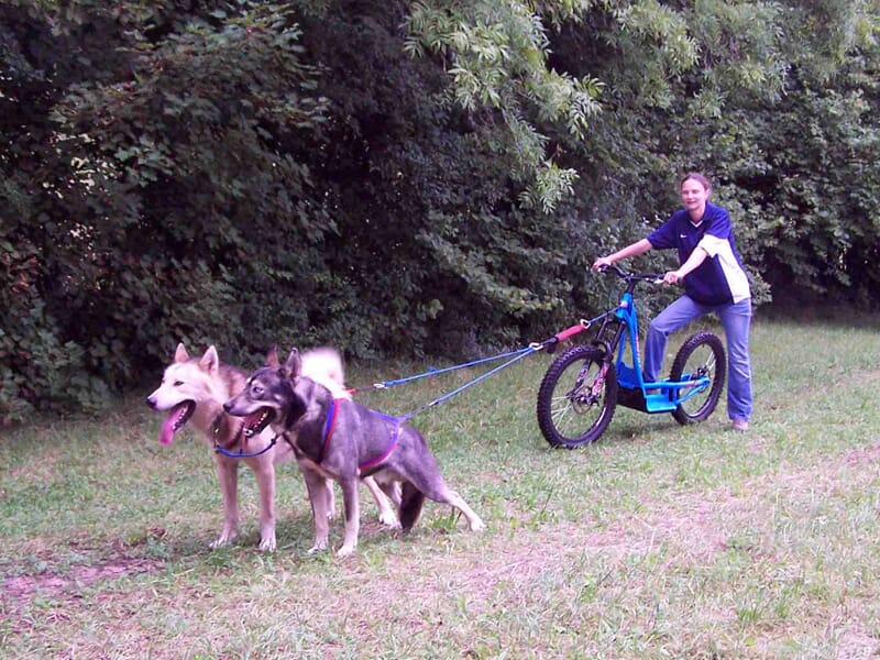 Randonnée en trottinette attelée dans le parc naturel du Haut Jura