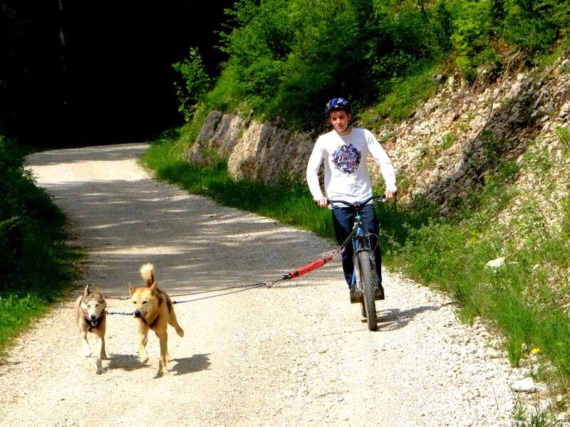 Randonnée en trottinette attelée dans le parc naturel du Haut Jura