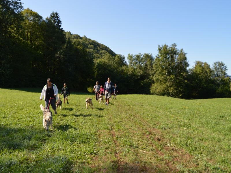 Randonnée en trottinette attelée dans le parc naturel du Haut Jura