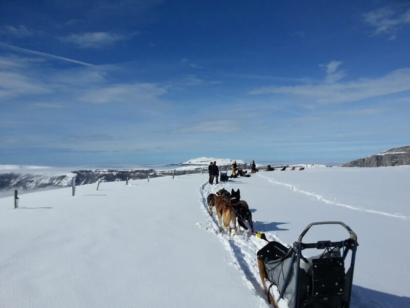 Initiation à la Conduite d'Attelage de Chiens de Traîneaux ou Cani-Kart - Massif du Vercors