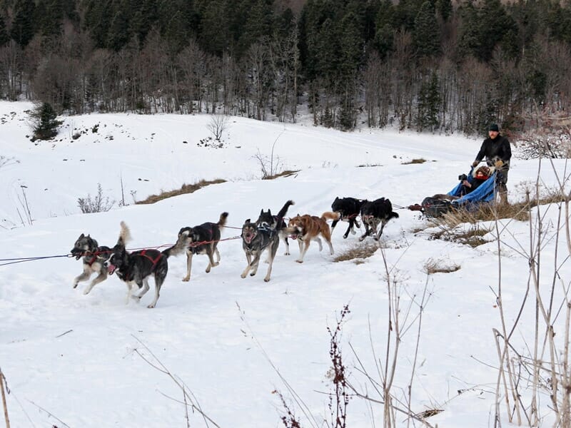 Initiation à la Conduite d'Attelage de Chiens de Traîneaux ou Cani-Kart - Massif du Vercors