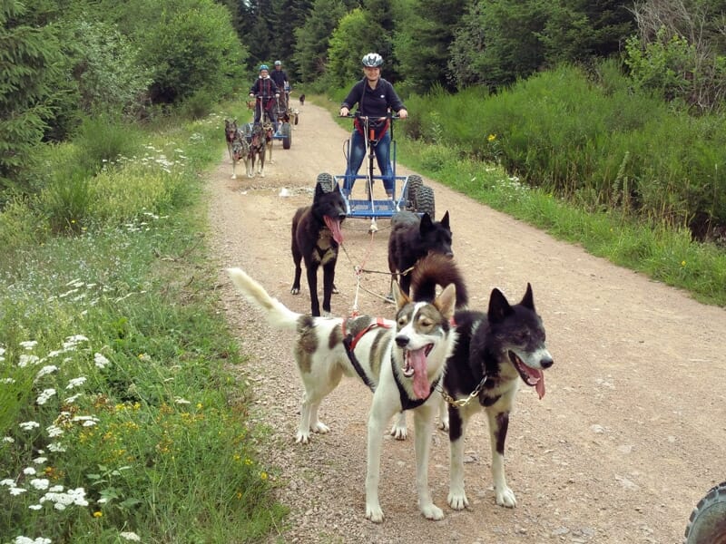 Initiation à la Conduite d'Attelage de Chiens de Traîneaux ou Cani-Kart - Massif du Vercors