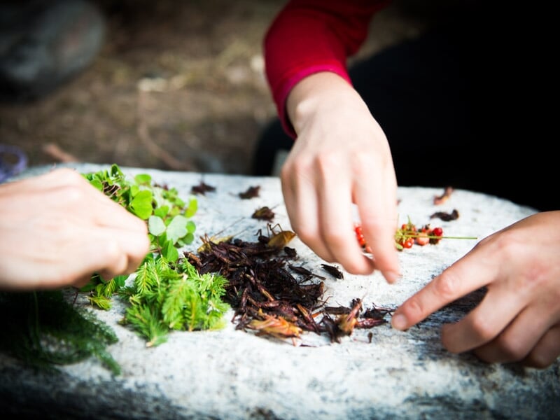 confection du repas à partir de la cueillette sauvage