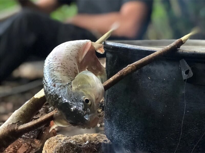 Un poisson embroché sur une branche en bois en train de cuire au-dessus d'un feu de camp, à côté d'une marmite noire.