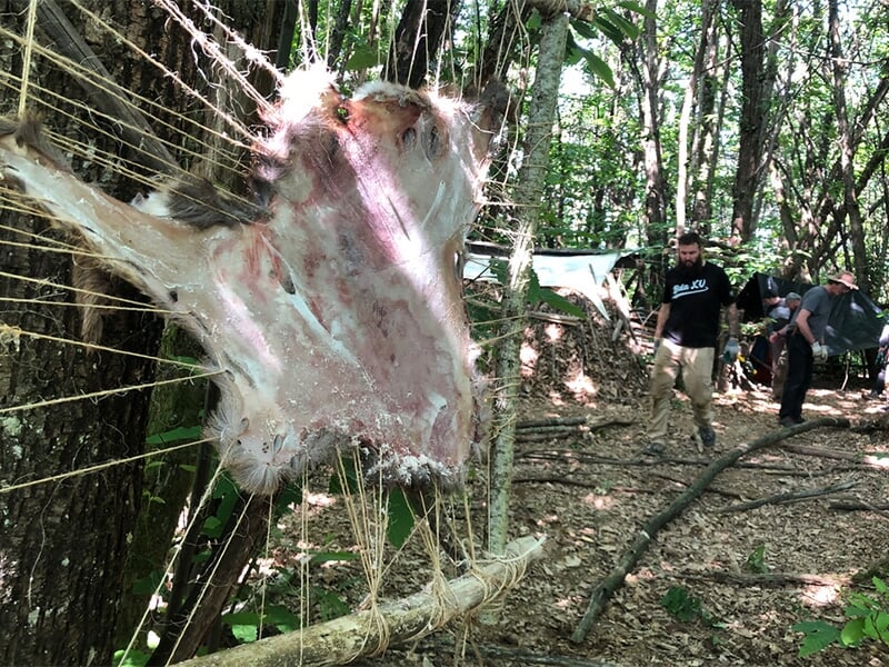 Une peau d'animal fraîchement étirée et fixée à une structure de bois dans une forêt, avec des personnes travaillant en arrière-plan.