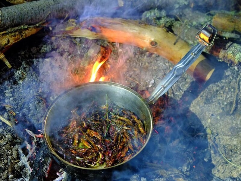 Une casserole posée sur un feu de camp fume, contenant des insectes grillés en pleine nature.