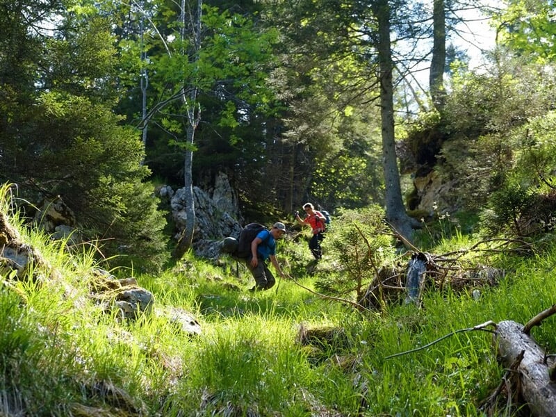 Deux randonneurs marchent dans une forêt dense et ensoleillée avec des sacs à dos sur un sentier.