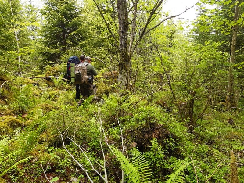 Deux randonneurs marchent dans une forêt dense et verte, entourés de fougères et de végétation luxuriante.