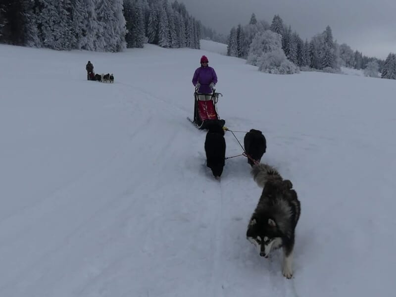 Stage de Survie Grand Froid Chiens de Traineau - Giron