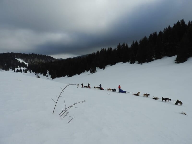 Stage de Survie Grand Froid Chiens de Traineau - Giron