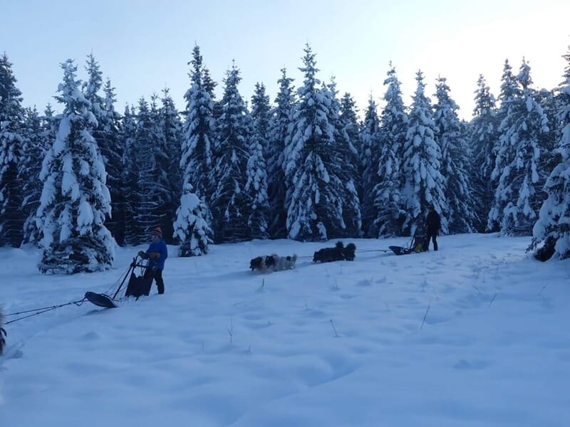 Stage de Survie Grand Froid Chiens de Traineau - Giron