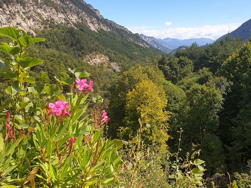 vue panoramique d'une vallée avec des fleurs sauvages roses en premier plan