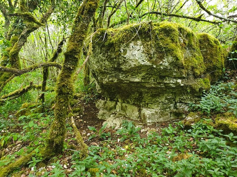 un décor forestier verdoyant avec un rocher et un arbre en premier plan