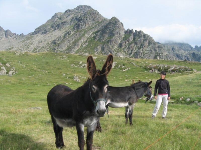 Randonnée avec les ânes près d'Argeles - Gazost - Massif du Hautacam
