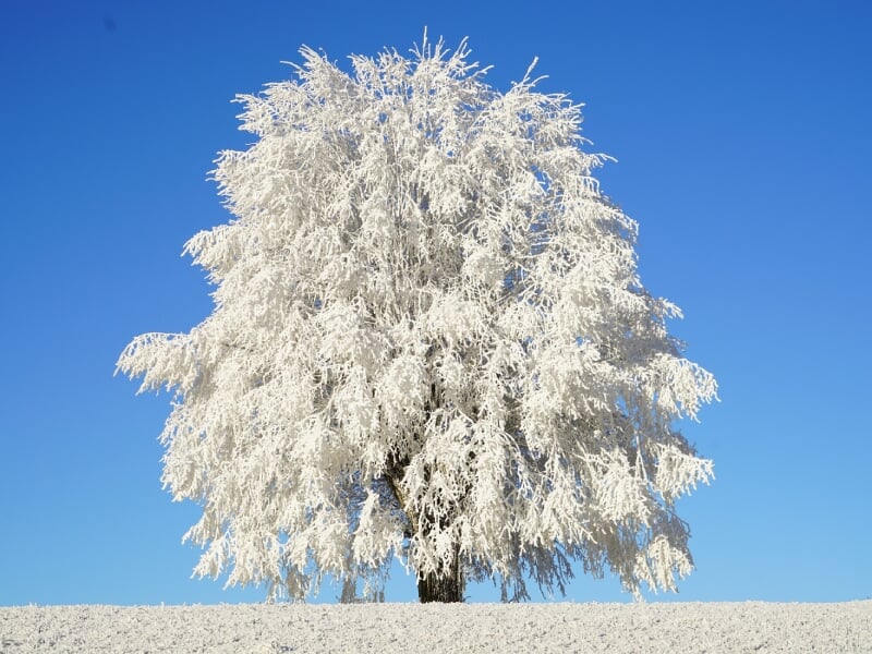 Un arbre majestueux recouvert de neige, se détachant sur un ciel bleu éclatant. La scène hivernale est à la fois sereine et spectaculaire.