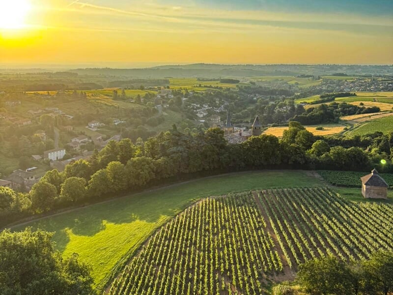 Vignoble verdoyant en premier plan avec village et collines sous un ciel clair au coucher du soleil.
