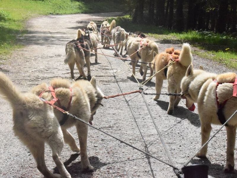 Cani-Rando & Cani-Kart près de Foix en Ariège