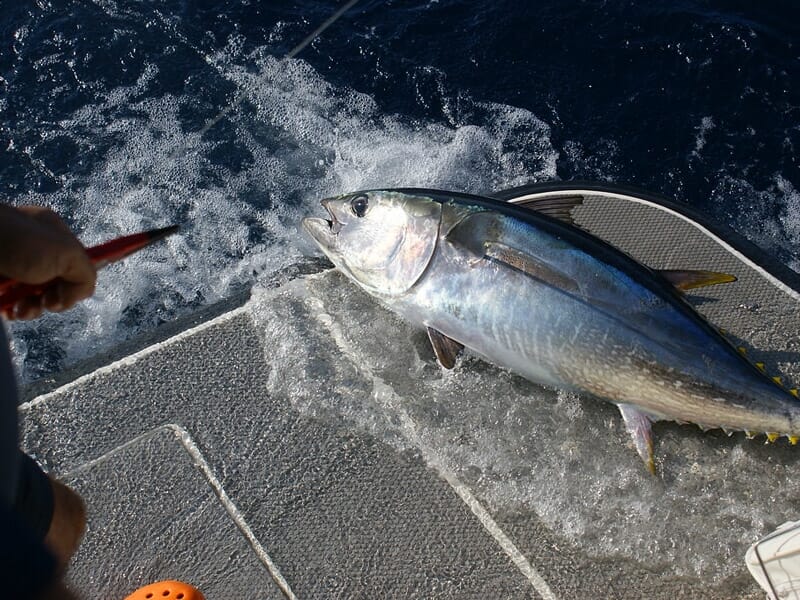 Pêche au Gros à Marseille
