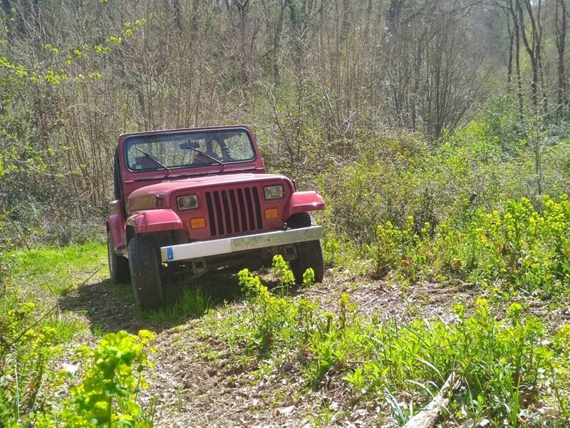 Jeep rouge tout-terrain sur un chemin herbeux en forêt, entourée de végétation verte dense.