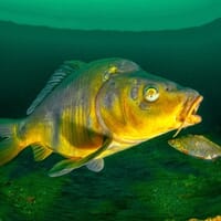avis Stage de Plongée Niveau I & PADI près d'Angers