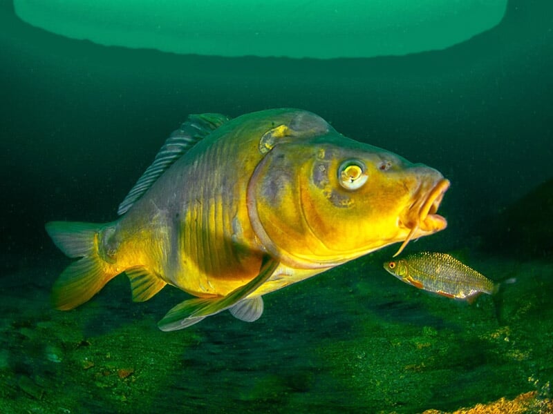 Gros plan sous-marin d'un poisson jaune vif avec un autre poisson plus petit en arrière-plan.