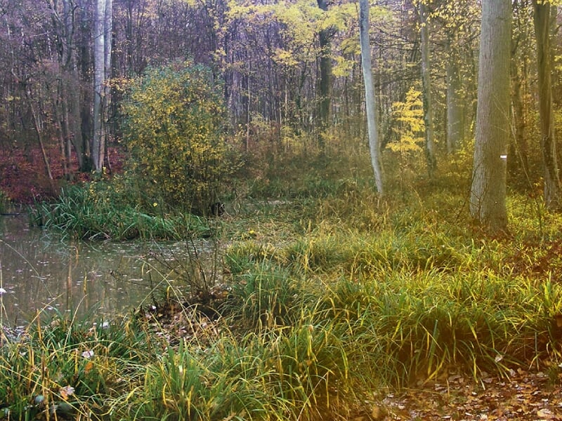 forêt domaniale de carnelle à saint-martin-du-tertre près de viarmes