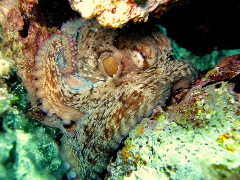 Poulpe camouflé parmi les rochers et les algues sous-marines dans une eau limpide.