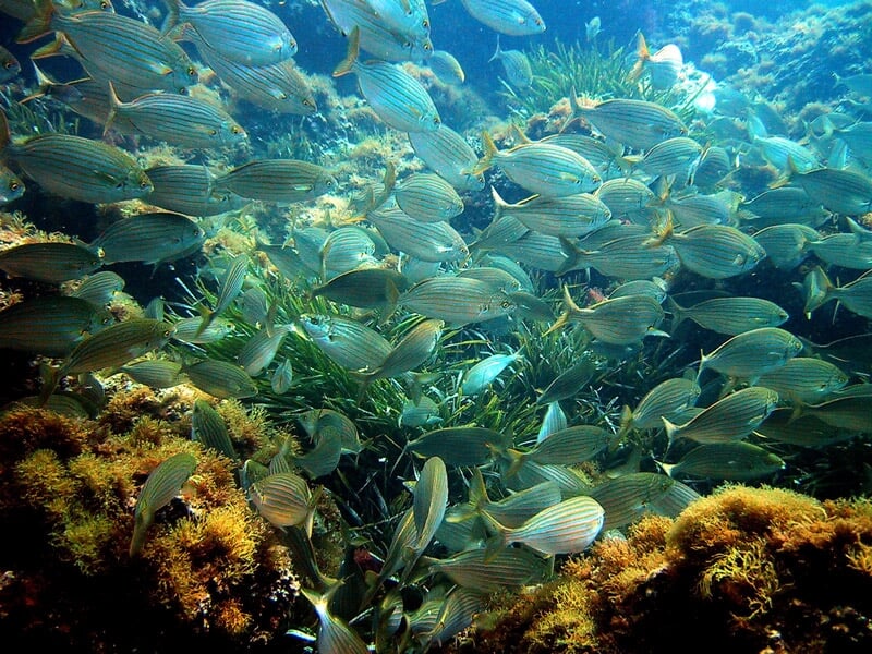 Banc dense de poissons rayés nageant au-dessus d'un fond marin couvert d'algues et de coraux.