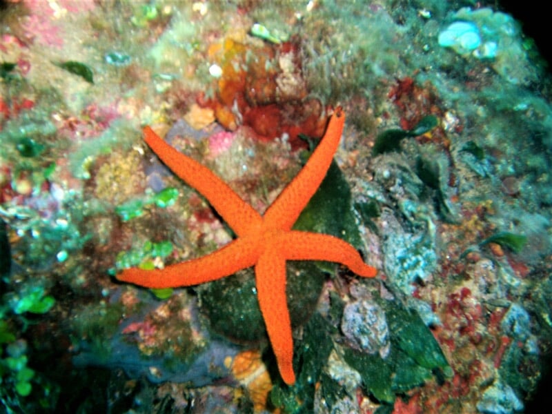 Étoile de mer orange vif posée sur un fond rocheux coloré sous la mer Méditerranée.