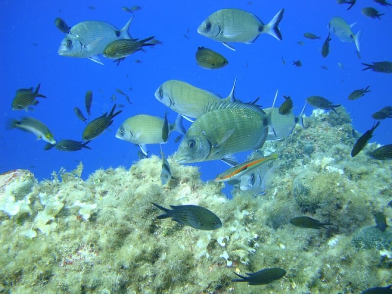 Poissons de différentes tailles et couleurs nageant autour d'un récif corallien, dans une eau bleue claire, illustrant la diversité marine sous-marine.