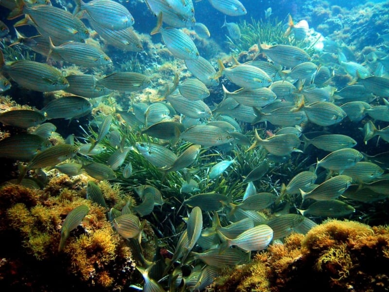 Banc de poissons argentés nageant parmi les algues dans une eau claire et bleue, créant une scène marine dynamique et colorée.