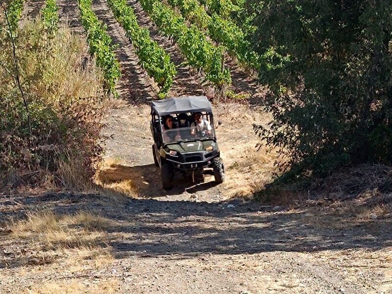 Véhicule tout-terrain traversant un chemin en terre entouré de vignes et de végétation dense sous un ciel clair.