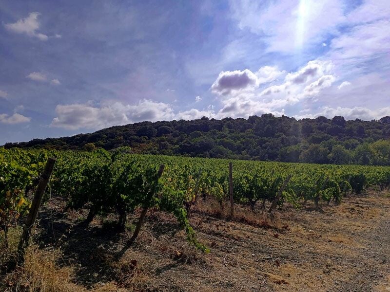 Vignoble verdoyant sous un ciel partiellement nuageux avec une colline boisée en arrière-plan en pleine campagne.