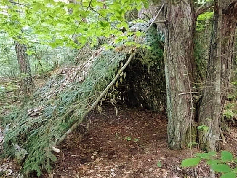 Abri de survie fait de branches et de feuillage, construit entre deux arbres dans une forêt verte.