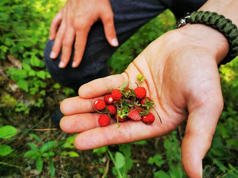 Main ouverte présentant de petites fraises des bois cueillies dans la nature