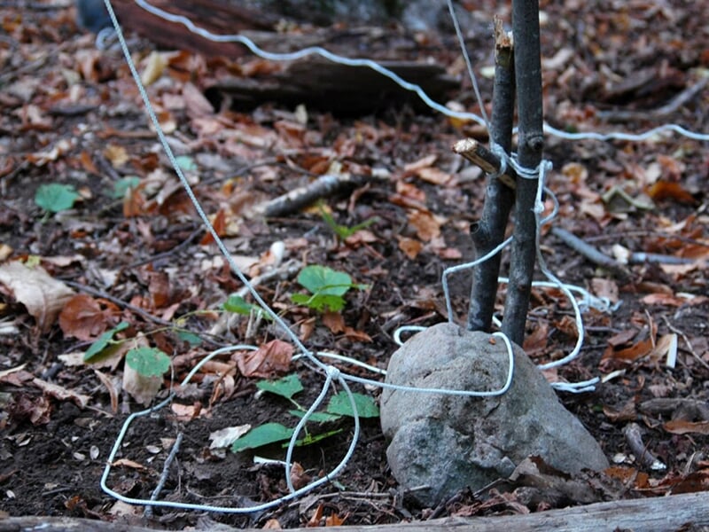 Piège de survie artisanal en forêt avec fil de fer attaché à un arbre et une pierre au sol