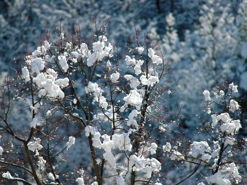 Branches d'arbre couvertes de neige fraîche dans un paysage hivernal en forêt
