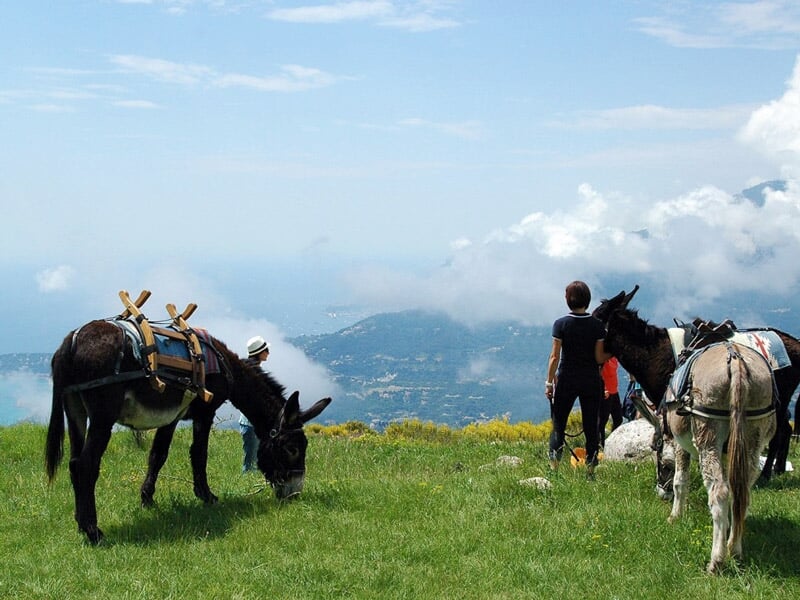 Trois ânes avec des sacs de randonnée sur un sentier de montagne verdoyant sous un ciel bleu
