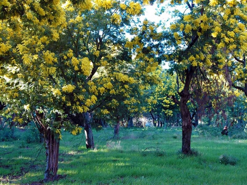 Arbres en fleurs jaunes dans un champ vert sous un ciel bleu clair avec quelques nuages blancs