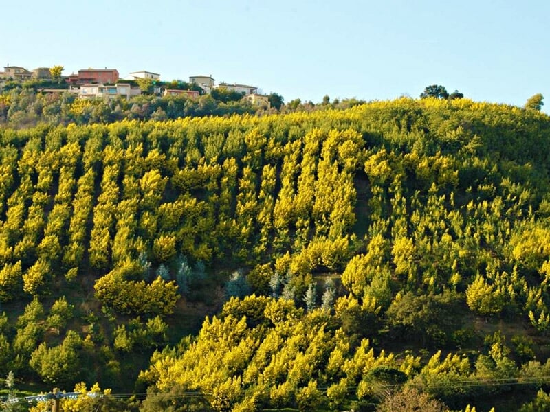 Collines couvertes de végétation verte et arbres en fleurs jaunes sous un ciel bleu clair