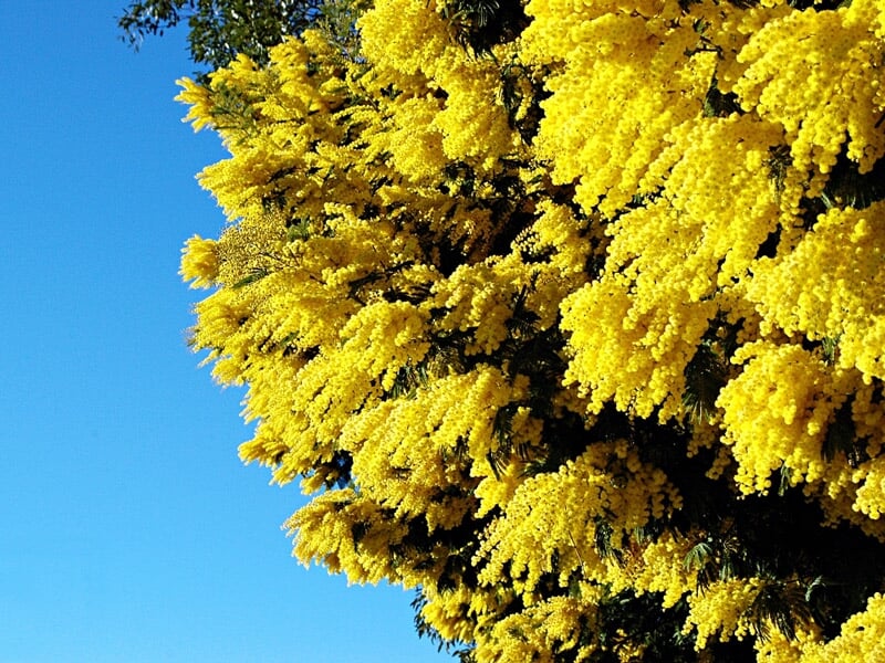 Gros plan sur des fleurs jaunes d'un arbre en pleine floraison sous un ciel bleu clair