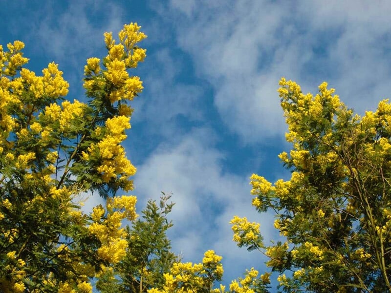 Branches d'arbres fleuries jaunes avec un ciel bleu et quelques nuages en arrière-plan