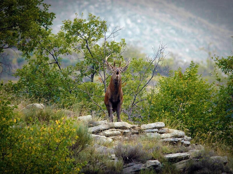 Chamois debout sur un rocher dans un paysage montagneux avec des herbes et des pierres